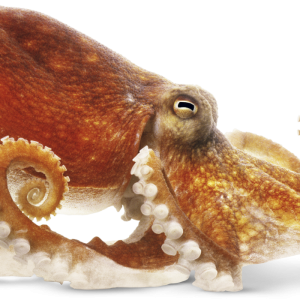 Octopus PNG