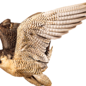 Falcon PNG