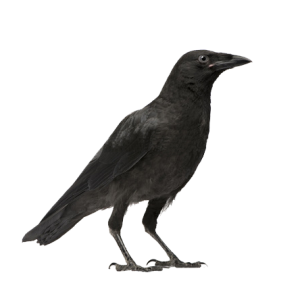 Raven PNG
