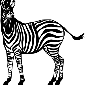 Zebra PNG image