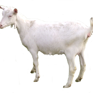 Goat PNG