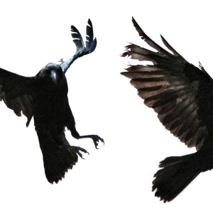 Raven PNG