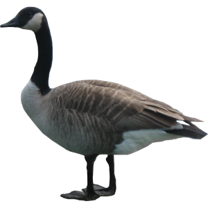 Goose PNG