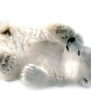 Polar white bear PNG