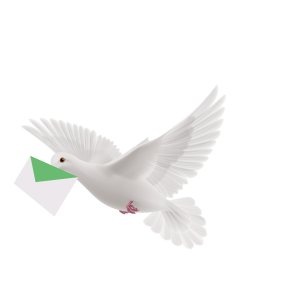 Pigeon PNG