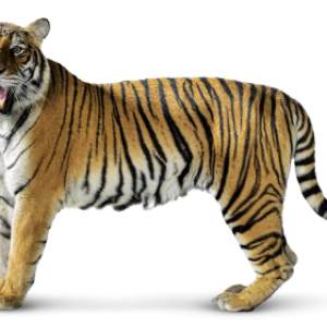 Tiger PNG