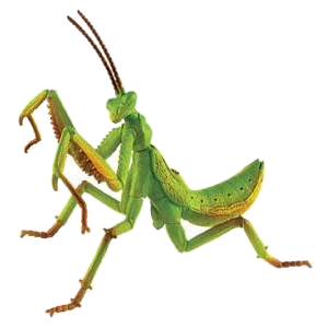 Mantis PNG