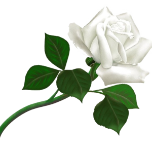 White rose PNG image, flower white rose PNG picture