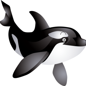 Killer whale PNG