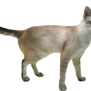 Cat PNG