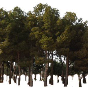 Forest PNG