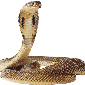 Cobra PNG