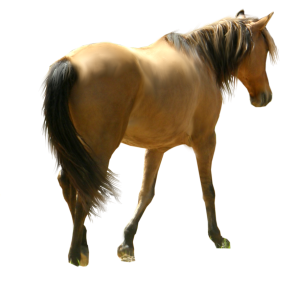 horse siluet png image, free download picture, transparent background