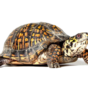 Turtle PNG
