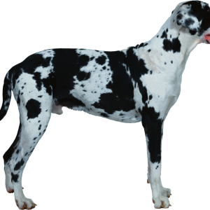 Dog PNG