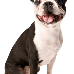 Bulldog PNG