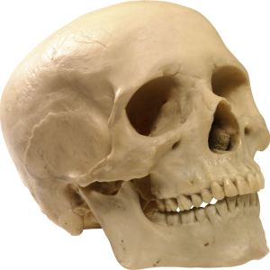 Skull PNG image