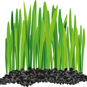 Grass PNG