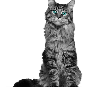 Gray cat sitting PNG