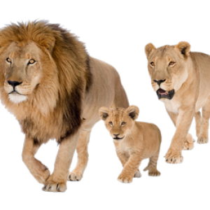 Lions PNG