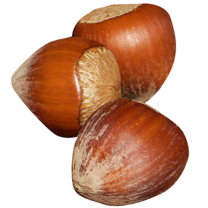 hazelnut PNG