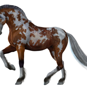 Horse png image