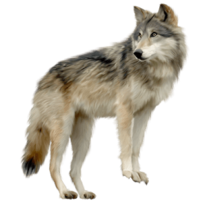 Wolf PNG