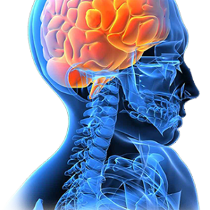 Brain PNG