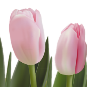 Tulip PNG image