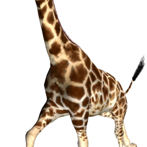 Giraffe PNG