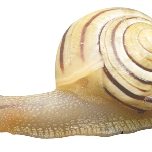 Snail PNG