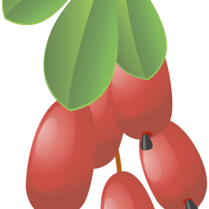 Berberis PNG