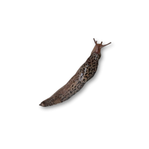 Slug PNG