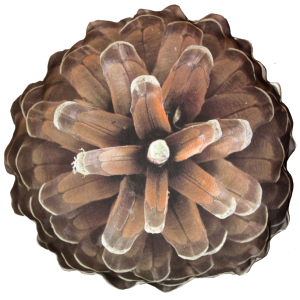 Pine cone PNG