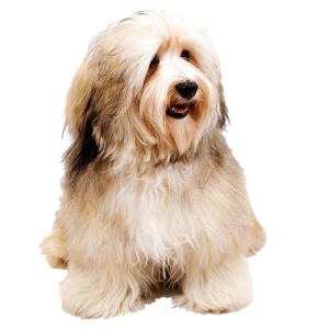Dog PNG