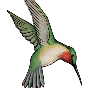 Hummingbird PNG