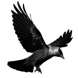 Raven PNG