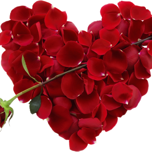 Rose png image, free picture download