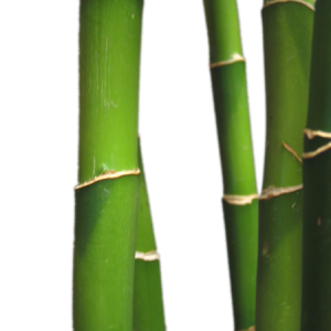 Bamboo PNG