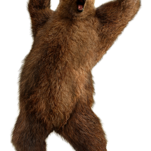 brown greezly bear PNG image