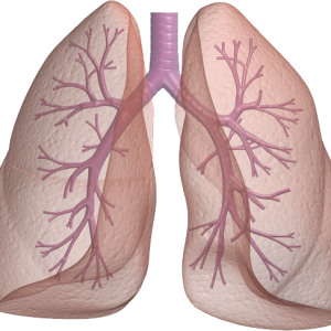 Lungs PNG