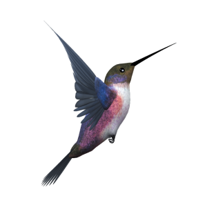 Hummingbird PNG