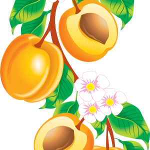 Peach PNG image