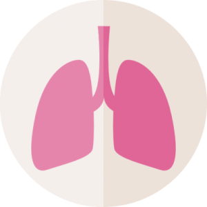 Lungs PNG