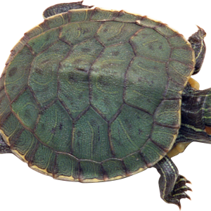 Turtle PNG