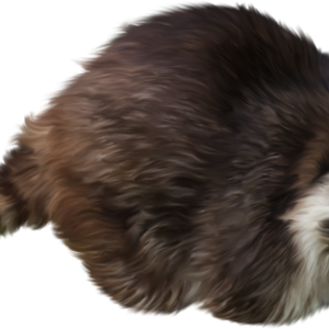 Raccoon PNG