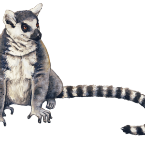 Lemur PNG