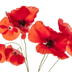 Poppy flower PNG