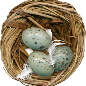 Nest PNG