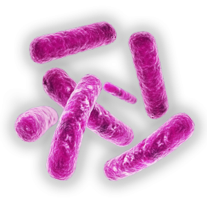 Bacteria PNG